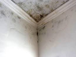 Best Forensic Mold Investigation  in Montezuma, IA